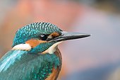 Male kingfisher (Alcedo atthis), young bird, portrait, Hesse, Germany, Europe
