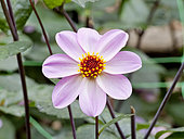 Dahlia 'Hy Halo' in bloom in a garden