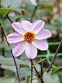 Dahlia 'Hy Halo' in bloom in a garden