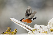 Eurasian Bullfinch (Pyrrhula pyrrhula) male on plants glazed by ice fighting against European Greenfinches (Carduelis chloris), Alsace, France
