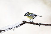 Great tit (Parus major) perched on a branch glazed by ice, Alsace, France
