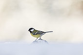 Great tit (Parus major) in the snow, Alsace, France