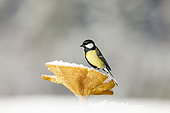 Great tit (Parus major) on Brown Roll-rim (Paxillus involutus) in the snow, Alsace, France