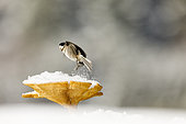 Marsh tit (Poecile palustris) on Brown Roll-rim (Paxillus involutus) in the snow, Alsace, France