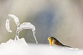 European robin (Erithacus rubecula) in snow, plants glazed by ice, Alsace, France