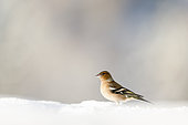 Chaffinch (Fringilla coelebs) standing in the snow, Alsace, France