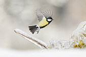 Great tit (Parus major) flying over a branch glazed by ice, Alsace, France