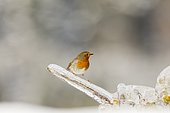 European Robin (Erithacus rubecula) perched on a branch glazed by ice, Alsace, France