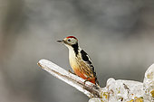 Middle spotted woodpecker (Dendrocoptes medius) male perched on a branch glazed by ice, Alsace, France