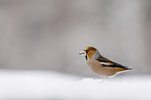 Hawfinch (Coccothraustes coccothraustes) male on snow, Alsace, France