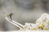 Blue tit (Parus caeruleus) landing on a branch glazed by ice, Alsace, France