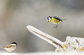Blue tit (Parus caeruleus) flying over a branch glazed by ice and Marsh tit (Poecile palustris), Alsace, France
