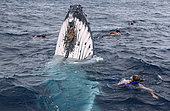 Humpback whale (Megaptear novaeangliae) with divers, Kingdom of Tonga.