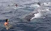 Humpback whale (Megaptear novaeangliae) with divers, Kingdom of Tonga.