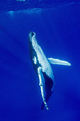 Humpback whale (Megaptear novaeangliae) under the surface, Kingdom of Tonga.