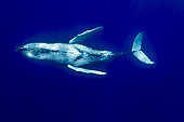 Humpback whale (Megaptear novaeangliae), Kingdom of Tonga.