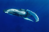Humpback whale (Megaptear novaeangliae), Kingdom of Tonga.