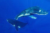 Humpback whale (Megaptera novaeangliae) Socialising whales. Kingdom of Tonga