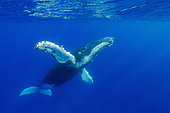 Humpback whale (Megaptear novaeangliae) under the surface, Kingdom of Tonga.