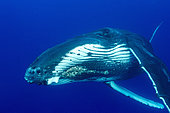 Portrait of Humpback whale (Megaptear novaeangliae), Kingdom of Tonga.