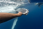 Humpback whale (Megaptear novaeangliae) with diver, Kingdom of Tonga.