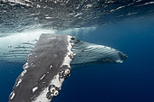 Humpback whale (Megaptear novaeangliae) under the surface, Kingdom of Tonga.