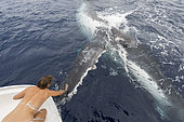 Humpback whale (Megaptear novaeangliae) with tourist, Kingdom of Tonga.