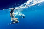 Humpback whale (Megaptear novaeangliae) with diver, Kingdom of Tonga.