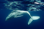 Humpback whale (Megaptear novaeangliae) under the surface, Kingdom of Tonga.