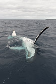 Humpback whale (Megaptear novaeangliae) at the surface, Kingdom of Tonga.