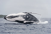 Humpback whale (Megaptear novaeangliae) leaping, Kingdom of Tonga.