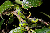 Black-speckled palm-pit viper (Bothriechis nigroviridis) sur uen rbanche, Costa Rica.
