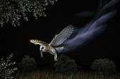 Barn owl (Tyto alba) in flight with a prey, Salamanca, Castilla y León, Spain. Highlighted mention, Oasis 2018.