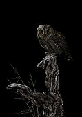 Eurasian Scops Owl (Otus scops) on a stump, Salamanca, Castilla y León, Spain