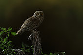 Eurasian Scops Owl (Otus scops) on a stump, Salamanca, Castilla y León, Spain