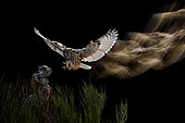 Long-eared Owl (Asio otus) landing on stump, Salamanca, Castilla y León, Spain