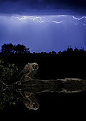 Long-eared Owl (Asio otus) and thunderstorm, Salamanca, Castilla y León, Spain