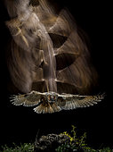 Long-eared Owl (Asio otus) landing on prey, Salamanca, Castilla y León, Spain