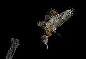 Eurasian eagle-owl (Bubo bubo) in flight with prey, Salamanca, Castilla y León, Spain