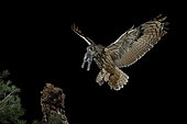 Eurasian eagle-owl (Bubo bubo) in flight with prey, Salamanca, Castilla y León, Spain