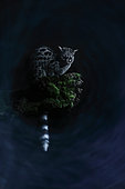 Common genet (Genetta genetta) at night, Salamanca, Castilla y León, Spain