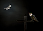 Effraie des clochers (Tyto alba) sur une croix sous la lune, Salamanque, Castille et Leon, Espagne