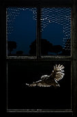 Little Owl (Athene noctua) in flight through a window, Salamanca, Castilla y León, Spain