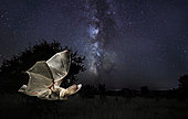 Brown big-eared bat (Plecotus auritus) flying under the milky way, Salamanca, Castilla y León, Spain