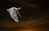 Brown big-eared bat (Plecotus auritus) in flight, Salamanca, Castilla y León, Spain