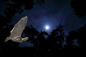 Brown big-eared bat (Plecotus auritus) in flight, Salamanca, Castilla y León, Spain