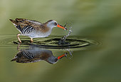 Water rail (Rallus aquaticus) and reflection, Salamanca, Castilla y Leon, Spain. Honorable mention, Montphoto 2018.