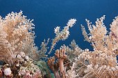 Harlequin ghost pipefish (Solenostomus paradoxus), Leyte, Philippines, Pacific Ocean, Southeast Asia, Asia