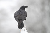 Common Raven (Corvus corax) in winter, Ardennes