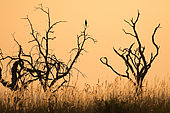 African Darter (Anhinga rufa) on a dead tree in the middle of the reeds, Okavango Delta, Botswana